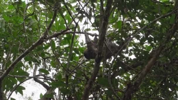 Preguiça Pendurada Dossel Uma Árvore Tropical Floresta Tropical Reserva Vida — Vídeo de Stock