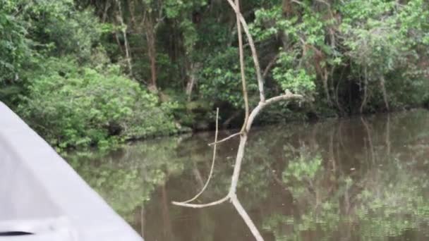 에콰도르의 아마존 지역의 우림을 Cuyabeno 리조트의 정글에서 내려가는 측에서 — 비디오