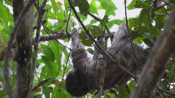 Pereza Colgando Dosel Árbol Tropical Selva Tropical Reserva Vida Silvestre — Vídeo de stock