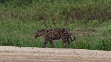 Jaguar, Panthera onca, Amerika 'nın yerlisi, dünyanın en büyük bataklık bölgesi olan Pantanl nehri boyunca avlanan, Brezilya' nın Porto Jofre kentindeki Transpantaneira yakınlarında yaşayan yalnız bir kedi..