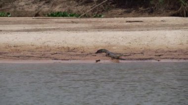 Timsah, Transpantaneira çakıl yolunun kıyısında Porto Jofre 'ye doğru Pantanal' dan geçiyor. Brezilya 'nın en büyük bataklık bölgesi..