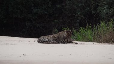 Yaralı erkek Jaguar, Panthera onca, Amerika 'ya özgü büyük yalnız bir kedi, dünyanın en büyük bataklık bölgesi olan Pantanl nehrinin kıyısında, Transpanira yakınlarında, Porto Jofre Brazil.