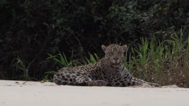 Yaralı erkek Jaguar, Panthera onca, Amerika 'ya özgü büyük yalnız bir kedi, dünyanın en büyük bataklık bölgesi olan Pantanl nehrinin kıyısında, Transpanira yakınlarında, Porto Jofre Brazil.