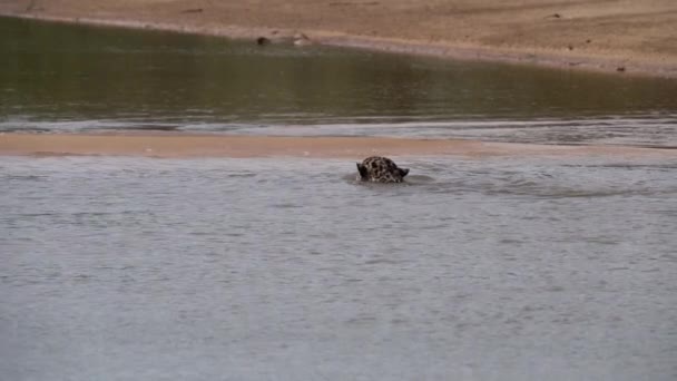 ジャガー パンテラオンカ アメリカ大陸に原産の大きな孤独な猫 世界最大の沼地 ブラジルのポルト ジュフォーレのトランスパンタネイラに近い 世界最大の川を泳いで — ストック動画