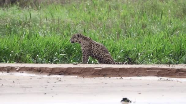 Jaguar Panthera Onca Eine Große Einsame Katze Aus Amerika Die — Stockvideo
