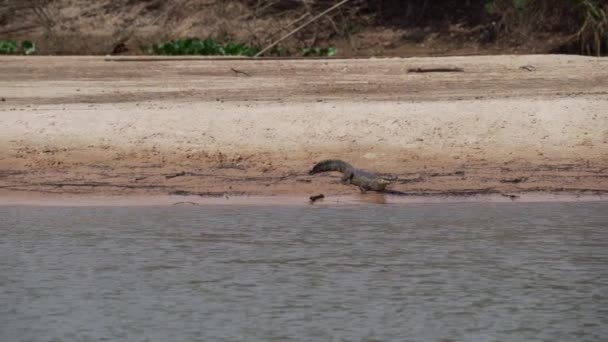 Timsah Transpantaneira Çakıl Yolunun Kıyısında Porto Jofre Doğru Pantanal Dan — Stok video