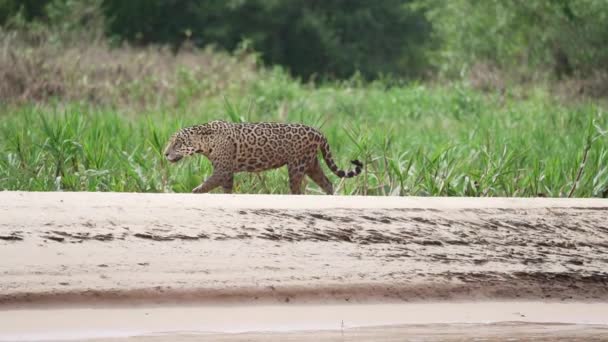 Jaguar Panthera Onca Kucing Soliter Besar Asli Amerika Berburu Sepanjang — Stok Video