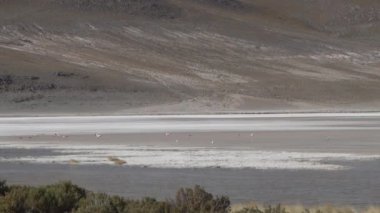 Pembe Flamingo sürüsü, Bolivya dağlarının And Dağları 'ndaki Altiplano' nun yüksek irtifasında renkli bir gölde toplanıyor..