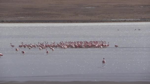 Rebaño Flamencos Rosados Reunidos Una Colorida Laguna Gran Altitud Del — Vídeo de stock