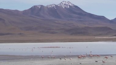 Pembe Flamingo sürüsü, Bolivya dağlarının And Dağları 'ndaki Altiplano' nun yüksek irtifasında renkli bir gölde toplanıyor..