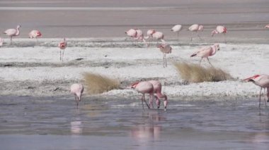 Pembe Flamingo sürüsü, Bolivya dağlarının And Dağları 'ndaki Altiplano' nun yüksek irtifasında renkli bir gölde toplanıyor..