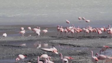 Pembe Flamingo sürüsü, Bolivya dağlarının And Dağları 'ndaki Altiplano' nun yüksek irtifasında renkli bir gölde toplanıyor..