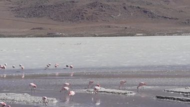 Pembe Flamingo sürüsü, Bolivya dağlarının And Dağları 'ndaki Altiplano' nun yüksek irtifasında renkli bir gölde toplanıyor..