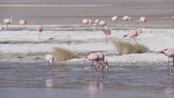 Stado Różowych Flamingów Zbierających Się Kolorowej Lagunie Dużej Wysokości Altiplano — Wideo stockowe