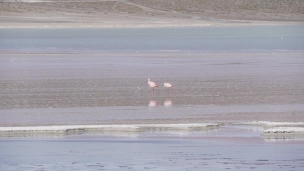 Rózsaszín Flamingók Gyülekeznek Egy Színes Lagúnában Altiplano Magaslatán Bolívia Andok — Stock videók