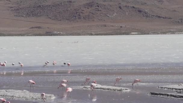 볼리비아의 고지의 안데스 산맥의 플라노의 고도에서 다채로운 석호에 모이는 분홍색 — 비디오