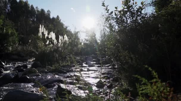 Direktes Sonnenlicht Das Durch Langes Gras Entlang Eines Lebhaften Flusses — Stockvideo
