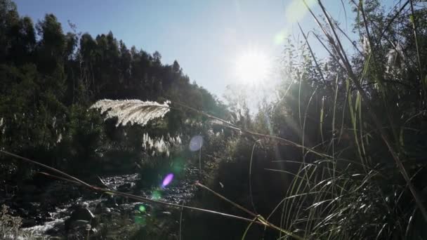太陽フレアとペルーのアンデスの遠隔コルデレラブランカの活気に満ちた川沿いの長い草を通って輝く直前の日光 — ストック動画