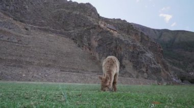 Ollantaytambo, Peru - 06: 18 2019: Cuzco yakınlarındaki And Dağları 'ndaki Urubamba Nehri' nin Kutsal Vadisi 'ndeki İnka harabeleriyle Ollantaytambo' nun arkeolojik alanı.