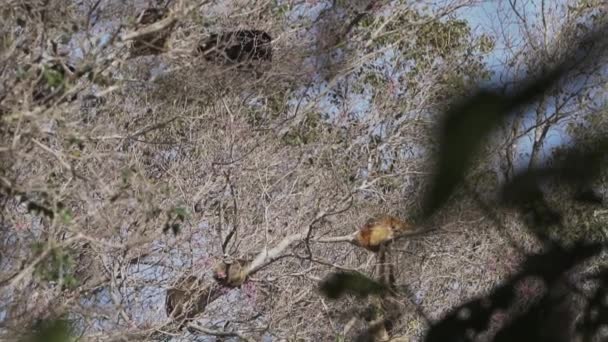 Хаулерські Мавпи Алуата Пролітають Через Каналізацію Дерев Болоті Пантаналі Бразилії — стокове відео