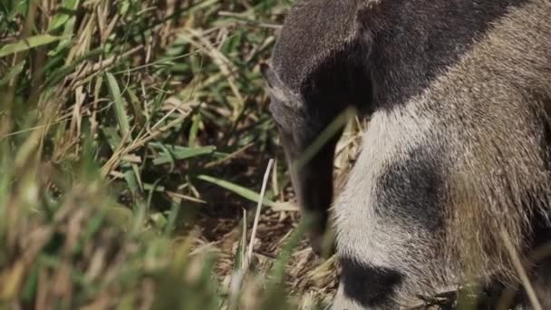 Obří Mravenečník Procházející Louce Farmě Jižním Pantanalu Myrmecophaga Tridactyla Také — Stock video