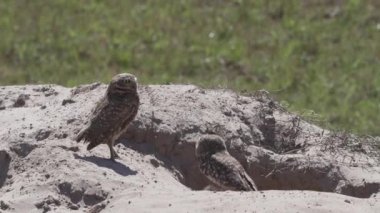 Yuvalanan baykuş, Athene cunicularia da Shoco, ininin önünde yerde oturuyor ve Brezilya 'daki Pantanal bataklık bölgesini dikkatle izliyor..