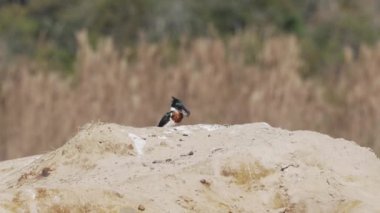 Yeşil bir Amazon balıkçısı, kloroceryle amazona, Pantanal sulak alanlarının kırmızı topraklarında gagasında küçük bir balıkla oturuyor, onu öldürmeye ve yemeye çalışıyor..