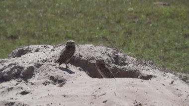 Yuvalanan baykuş, Athene cunicularia da Shoco, ininin önünde yerde oturuyor ve Brezilya 'daki Pantanal bataklık bölgesini dikkatle izliyor..