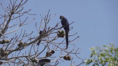 güzel mavi sümbül papağanı, Anodorhynchus sümbül, Pantanal 'ın ağaçlarından tırmanıyor, dünyanın en büyük bataklık bölgesi, transspanira yolu boyunca Brezilya' daki Porto Jofre 'ye doğru..