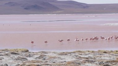 Laguna Colorada 'nın renkli tuzlu suyunda toplanan bir grup pembe flamingo, Bolivya And Dağları' ndaki Altiplano 'nun yüksek irtifasındaki Uyuni Salf Düzlüğü gezisinde popüler bir durak..