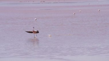 Laguna Colorada 'nın renkli tuzlu suyunda toplanan bir grup pembe flamingo, Bolivya And Dağları' ndaki Altiplano 'nun yüksek irtifasındaki Uyuni Salf Düzlüğü gezisinde popüler bir durak..