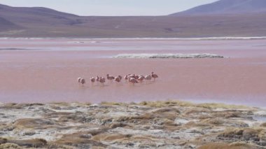 Laguna Colorada 'nın renkli tuzlu suyunda toplanan bir grup pembe flamingo, Bolivya And Dağları' ndaki Altiplano 'nun yüksek irtifasındaki Uyuni Salf Düzlüğü gezisinde popüler bir durak..