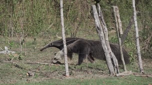 Tamanduá Gigante Caminhando Sobre Prado Uma Fazenda Sul Pantanal Myrmecophaga — Vídeo de Stock