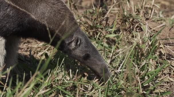 Obří Mravenečník Procházející Louce Farmě Jižním Pantanalu Myrmecophaga Tridactyla Také — Stock video
