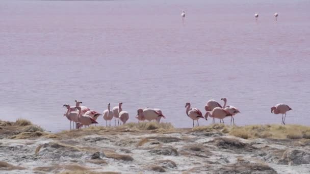 Laguna Colorada Nın Renkli Tuzlu Suyunda Toplanan Bir Grup Pembe — Stok video