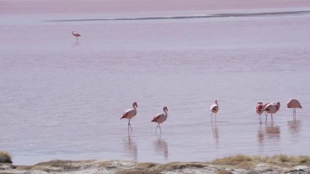 Группа Розовых Фламинго Собирается Красочной Соленой Воде Лагуна Колорада Популярной — стоковое видео