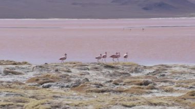 Laguna Colorada 'nın renkli tuzlu suyunda toplanan bir grup pembe flamingo, Bolivya And Dağları' ndaki Altiplano 'nun yüksek irtifasındaki Uyuni Salf Düzlüğü gezisinde popüler bir durak..
