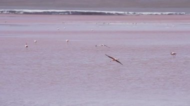 Laguna Colorada 'nın renkli tuzlu suyunda toplanan bir grup pembe flamingo, Bolivya And Dağları' ndaki Altiplano 'nun yüksek irtifasındaki Uyuni Salf Düzlüğü gezisinde popüler bir durak..