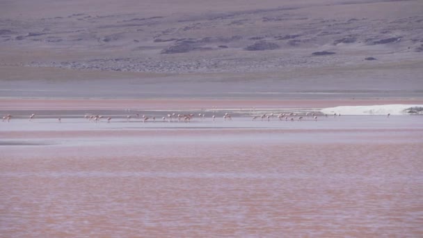 Group Pink Flamingos Gathering Colorful Saline Water Laguna Colorada Popular — Stock Video