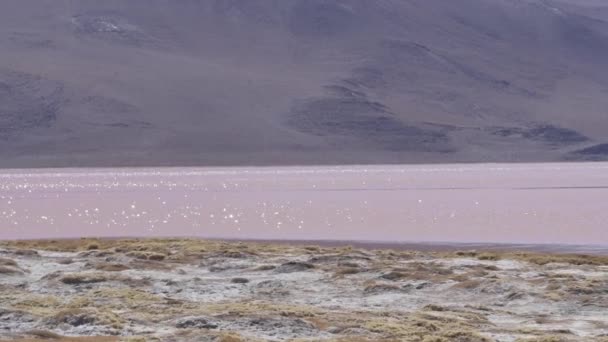 Laguna Colorada Nın Renkli Tuzlu Suyunda Toplanan Bir Grup Pembe — Stok video