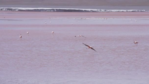 Groep Van Roze Flamingo Verzamelen Het Kleurrijke Zoute Water Van — Stockvideo