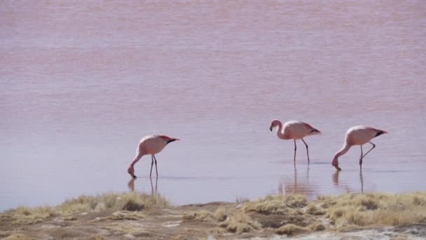Группа Розовых Фламинго Собирается Красочной Соленой Воде Лагуна Колорада Популярной — стоковое видео