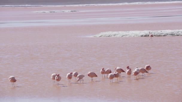 Grupo Flamingos Rosa Reunidos Água Salina Colorida Laguna Colorada Uma — Vídeo de Stock