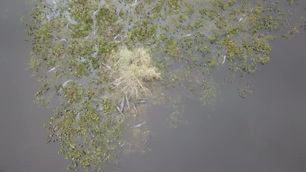 Luchtdrone View Caimans Tropical Wetland Pantanal Het Grootste Moerasgebied Ter — Stockvideo