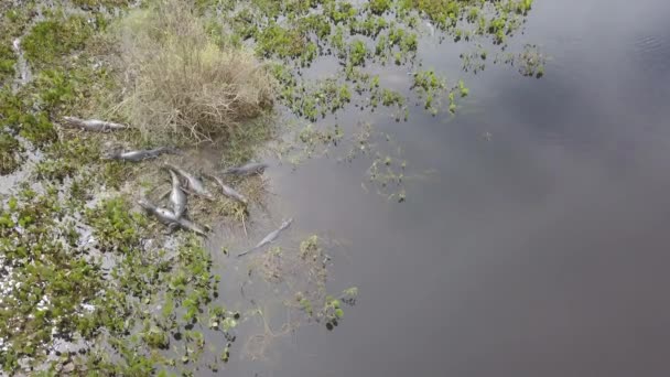 Luchtdrone View Caimans Tropical Wetland Pantanal Het Grootste Moerasgebied Ter — Stockvideo
