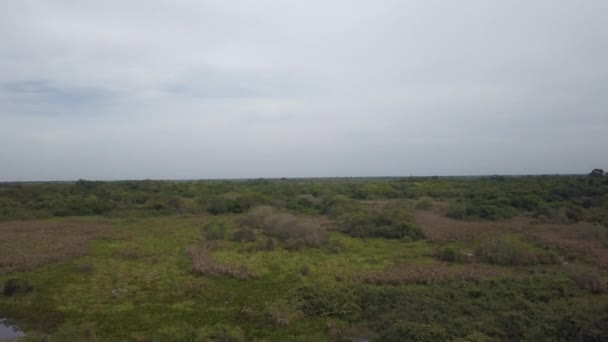 Luftaufnahme Der Transpantaneira Tropischen Feuchtgebiet Pantanal Dem Größten Sumpfgebiet Der — Stockvideo