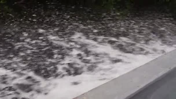 Widok Wodę Strony Motorówki Dół Tropcial Rzeki Dżungli Cuyabeno Dzikiej — Wideo stockowe
