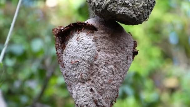 位于厄瓜多尔亚马逊河热带雨林地区的Cuyabeno河沿岸的一个树干上筑起了野生蜂窝 — 图库视频影像