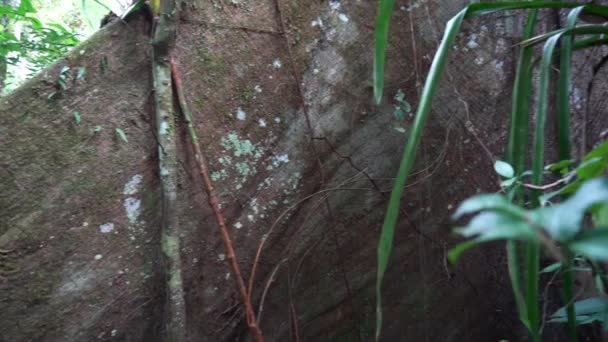 Величне Гігантське Дерево Великими Корінням Фортеці Дощових Лісах Амазонки Вздовж — стокове відео