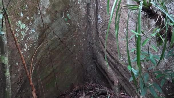 Величественное Гигантское Дерево Большими Корнями Тропических Лесах Амазонки Реке Куябено — стоковое видео